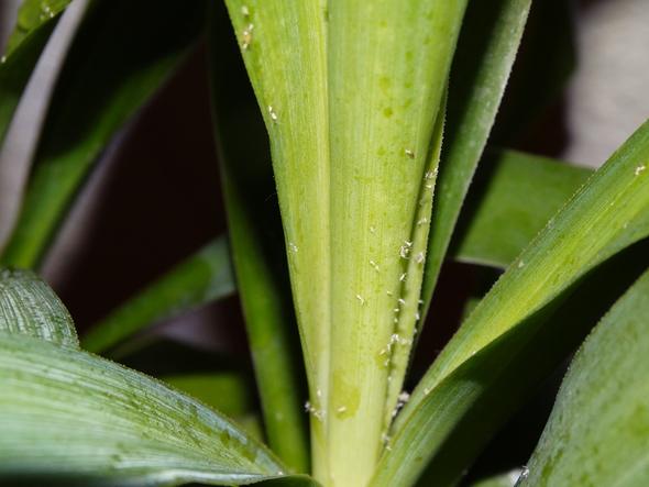 Kleine, weiße Tierchen auf (Wohnzimmer-) Palme (Pflanzen