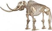Skelett - (Elefant, huepfen)