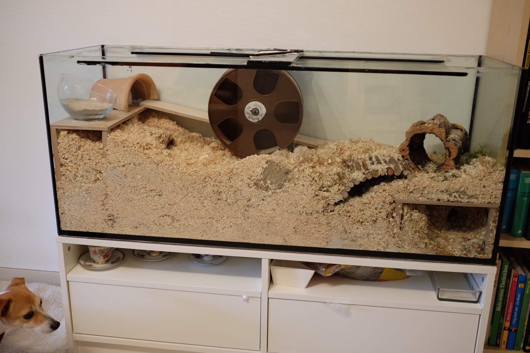 ist der Käfig gut für mein Hamster? - 0 Full ist der Käfig gut für mein Hamster? - 0 Full