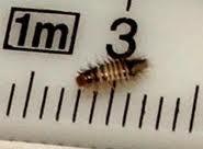 Käfer in Wäsche... (Ungeziefer)