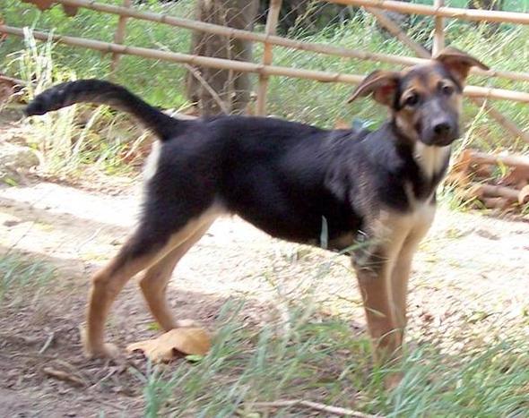Schäferhund-Labrador - (Hunderassen, Mischling)