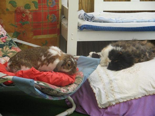 Lisa und Lizzi machen Siesta   - (Tiere, Katze, Haustiere)