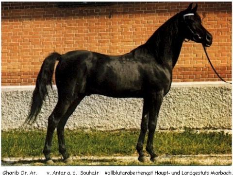 Gharib - (Pferd, Araber)