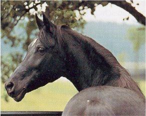 Gharib 1965 - (Pferd, Araber)