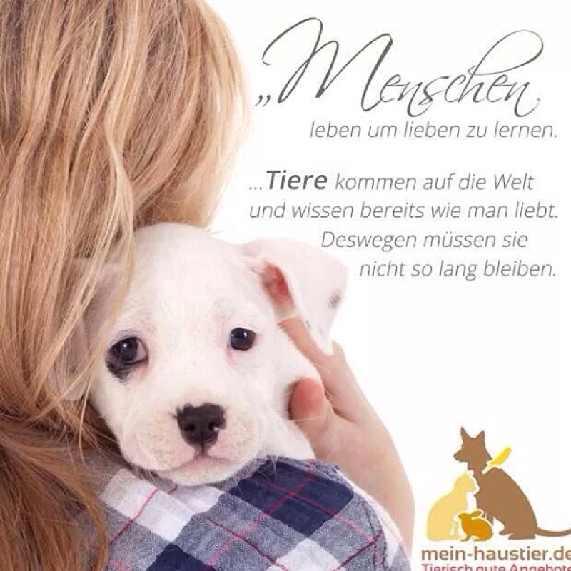 Unser Hund wird eingeschläfert und unsere Tochter ist so traurig