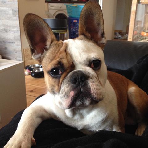 Französische Bulldogge mit normaler bzw. langer Rute? (Hund, Haustiere