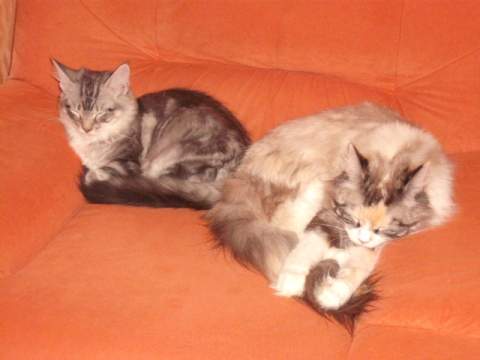 Maine Coon Katze, wie ist der Charakter? (Tiere, Garten, Pflege)