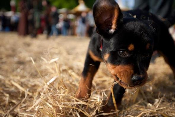 Unsere Maus mit 14 Wochen - (Hund, Training, Welpen)