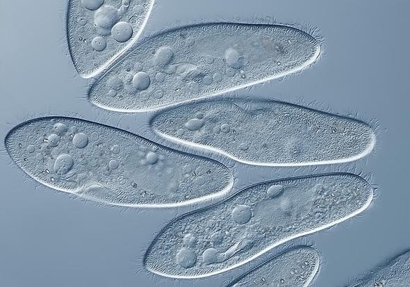 Pantoffeltierchen Mikroskopieren (Tiere, Biologie)