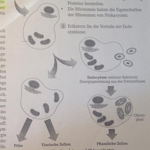 Tierzelle, Pflanzenzelle
Endosymbiontheorie  - (Biologie, Zellen, Eukaryoten)