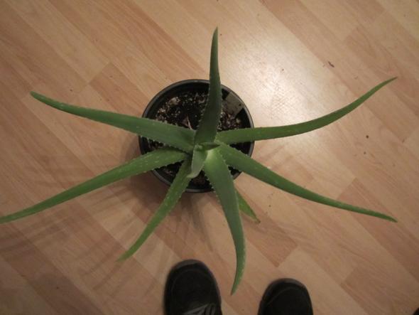 Aloe Vera - (Neurodermitis, Handcreme)