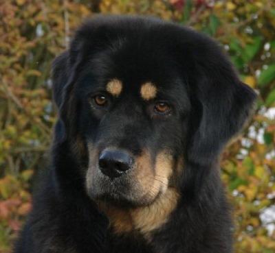teuerste hunderasse geld hund