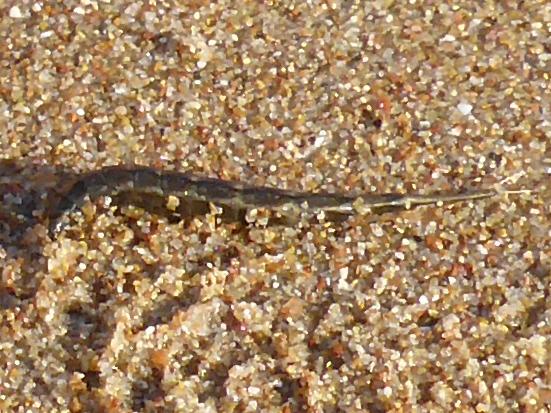 Noch ein Bild - (Tiere, Insekten, Griechenland)
