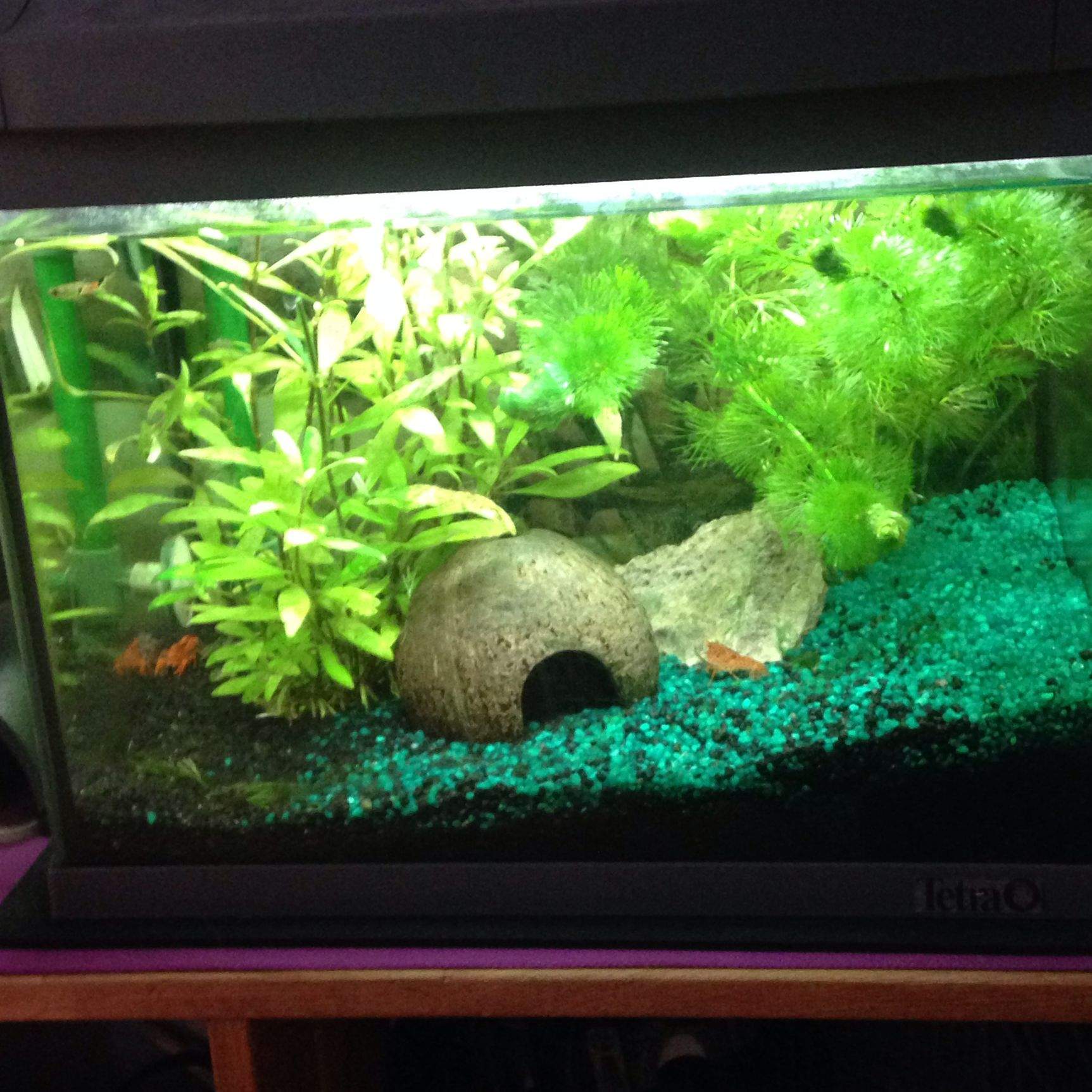 Neues Aquarium 60l Wasser trüb?! (einfahren)