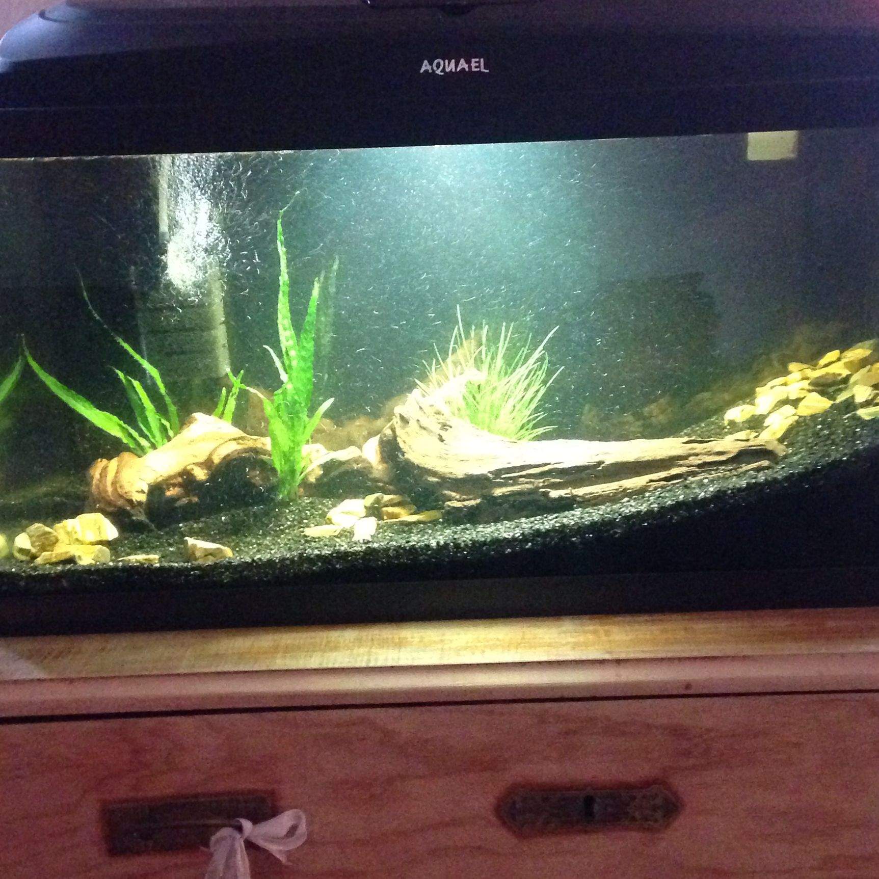 Neues Aquarium 60l Wasser trüb?! (einfahren)