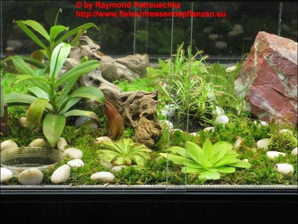 Fleischfressende Pflanzen - (Fische, Aquarium, kugelaquarium)