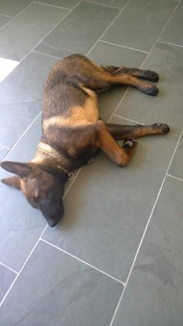 mein monster;-) - (Mischling, Belgischer Schäferhund)