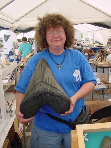 Wie schnell kann ein Megalodon Hai werden?