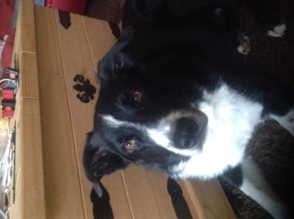 Habt Ihr Vorschlage Fur Ausgefallene Aber Schone Hundenamen Hund Namen