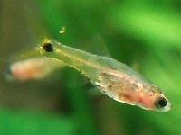 Wie viel Fische kann ich in ein 20 liter Aqurium setzen? (Aquarium