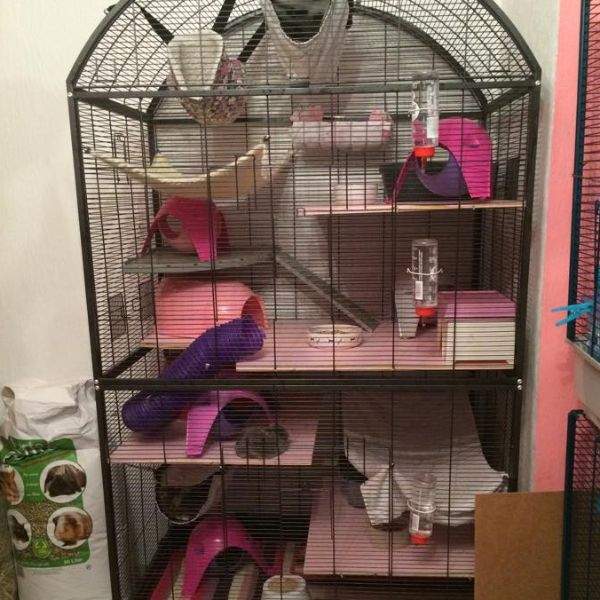 Rattenkäfig Einrichtung (Tipps) (Tiere, Ideen, Ratten)