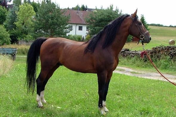 Furioso North Star - (Pferd, Pony, Reitsport)