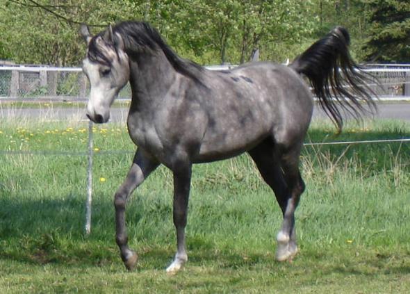 Shagya Araber - (Pferd, Pony, Reitsport)
