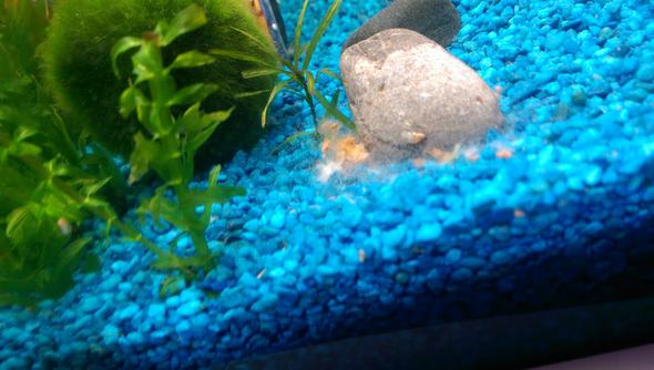 als Schwarm am Futter - (Tiere, Fische, Aquarium)