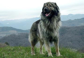 Karst Schäferhund - (Hunderasse, Game of Thrones,  schattenwolf)