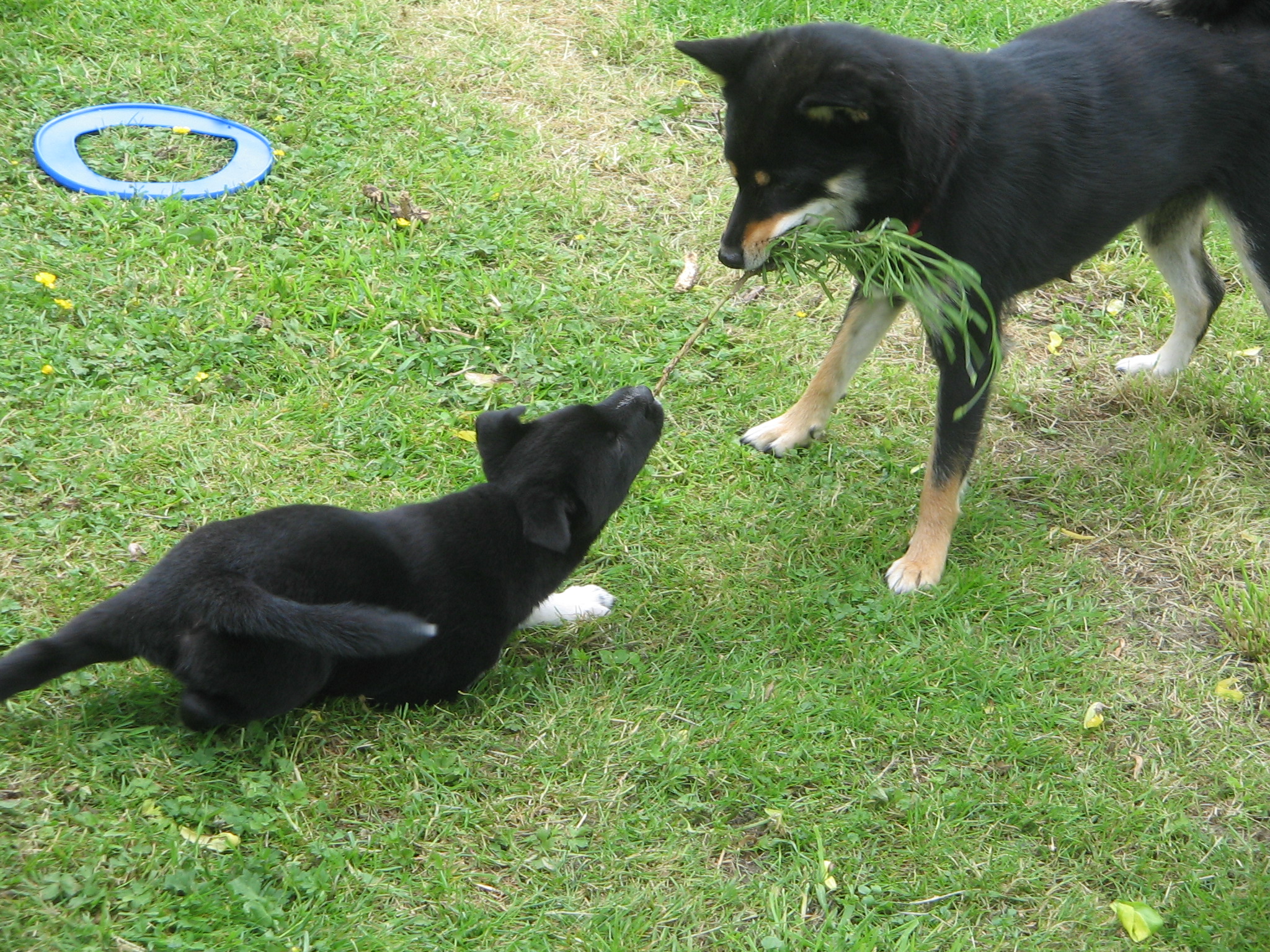 Warum lieben Hunde Stöcke? (Hund)