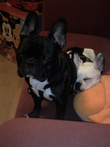 Unsere Pupser - (Welpen, Französische Bulldogge)