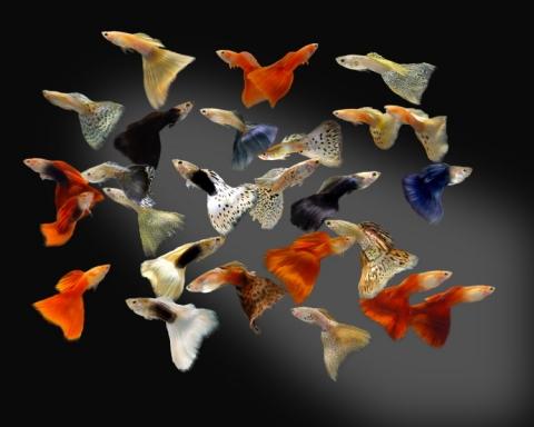 - (Fische, Aquarium)
