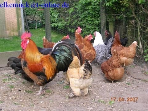 Hühnerherde - (Tiere, Biologie, Garten)