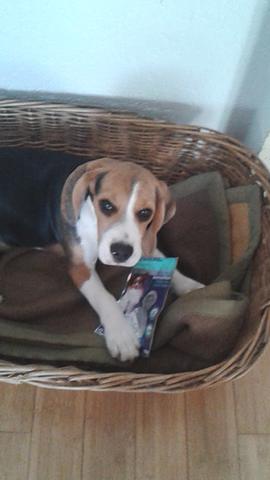 mein beagle boy mit 6 monaten ( jetzt 1 jahr alt ) - (Hund, Anfänger, Haltung)