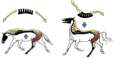 links streckt sich ein pferd vorwärtsabwärts / rechts ist es falsch - (Pferd, Reiten)