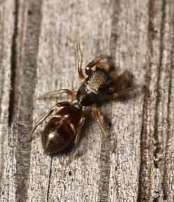 Ameisenspinne - (Ameisen)