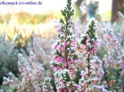 Heide (Calluna) blüht vor Silvester - (Pflanzen, Gärtnerei)