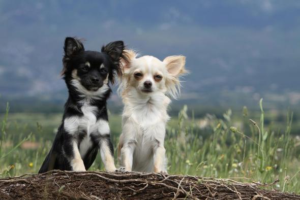 Chihuahuas machen glücklich! - (Empfehlung, seriös, Züchter)