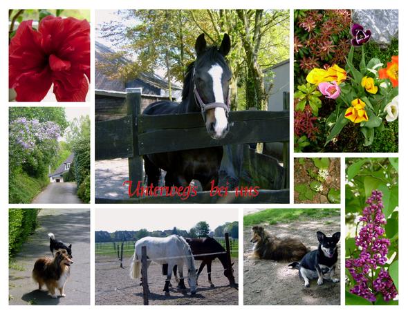 - (Bilder, Foto, Fotografie)