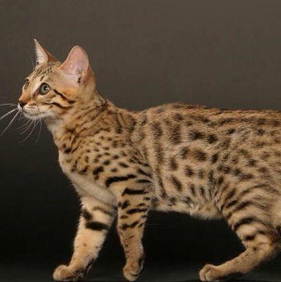Hier siehst du eine Bengal :D - (Haustiere, Katzen, Design)