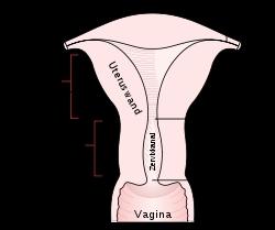  - (Sexualität, Penis, Vagina)