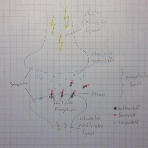 Blockade an den Synapsen durch Ethanol - (Biologie, Alkohol, Synapsen)