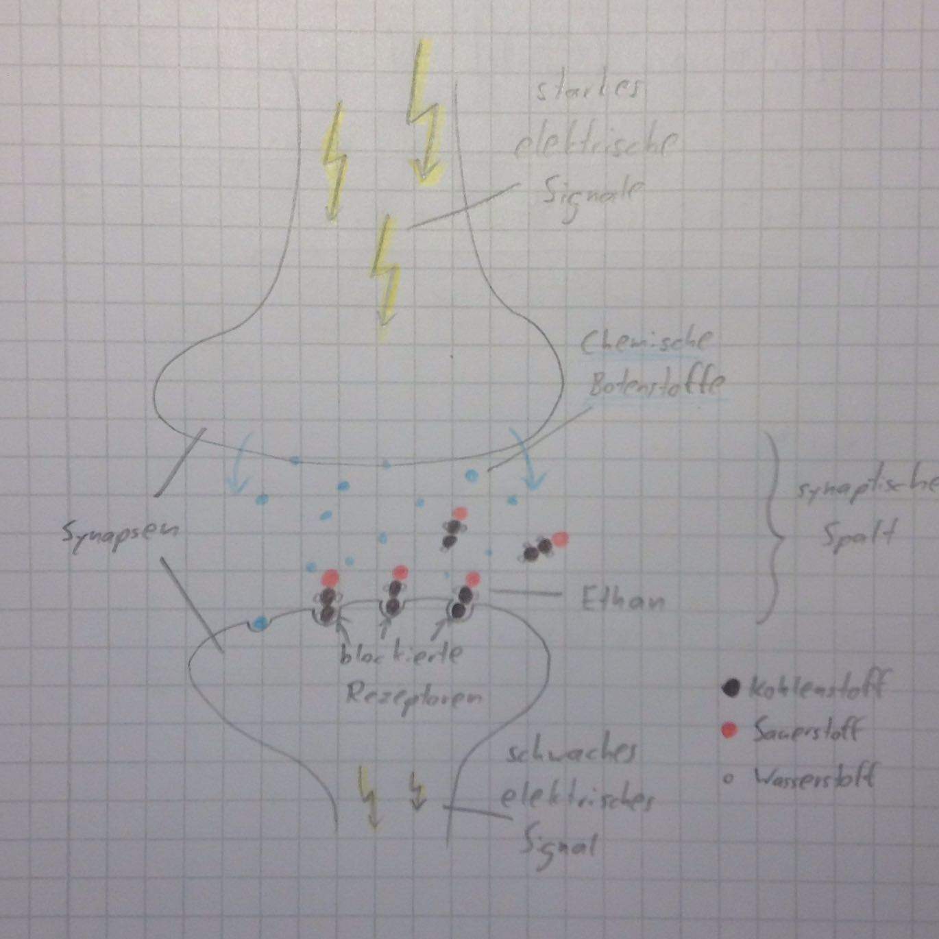 Wie Wirkt Alkohol Auf Die Synapsen Wirkung von Alkohol auf Synapsen (Biologie)