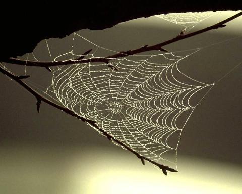  - (Natur, Nachbarn, Spinnennetze)
