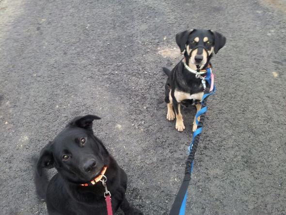 LILLY (links) und CHARLIE (rechts) sehr lieb, gehorsam und aufmerksam - (Schule, Hund, Gassi)