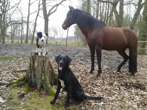 Pferd und hund - (Hund, Pferde, Zusammenführung)