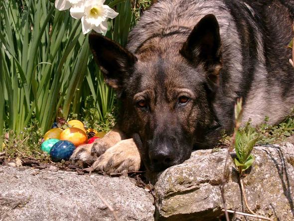 Ideen Fur Hundefotos Zb Thema Ostern Hund Foto Fotografie