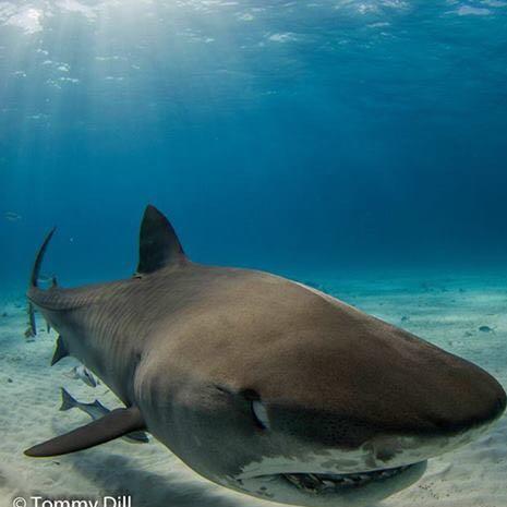 "Smiley" the Tiger Shark, Tiger Beach - Bahamas - (Käfig, tauchen, Hai)