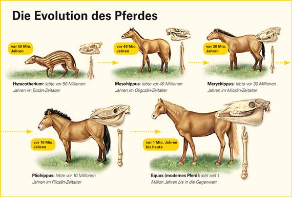Entwicklung Vom Urpferd Zum Heutigen Pferd www.gutefrage.net
