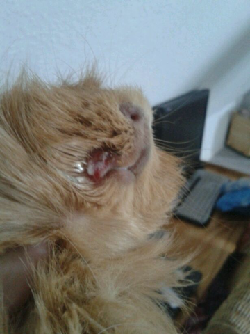 - (Meerschweinchen, grind)